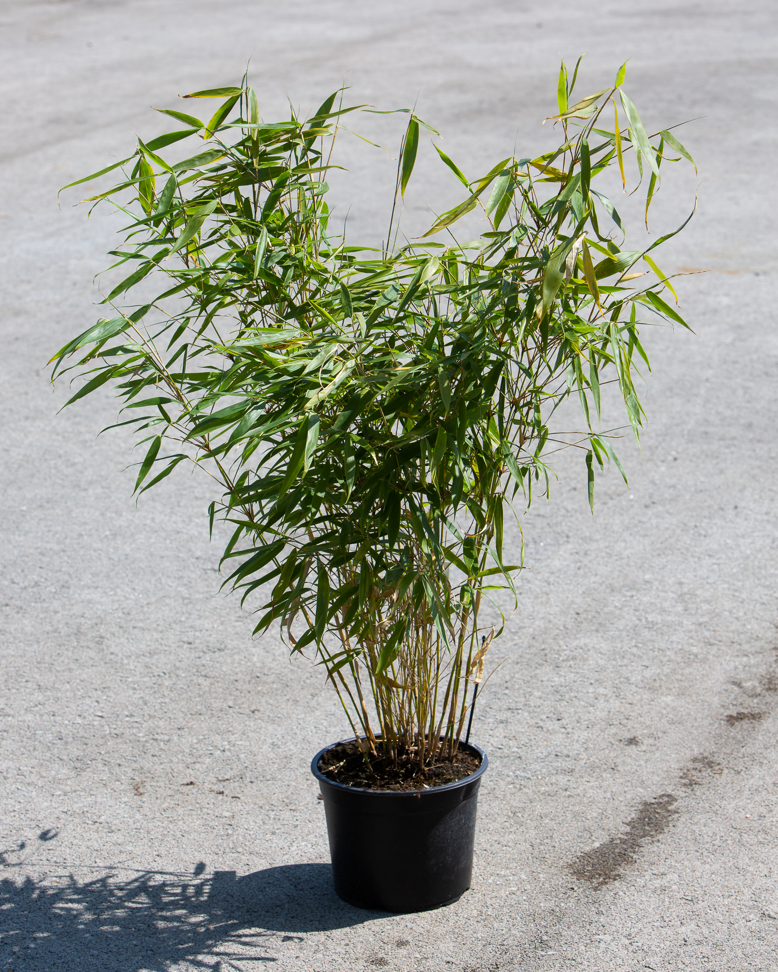 Fargesia robusta 'Pingwu'