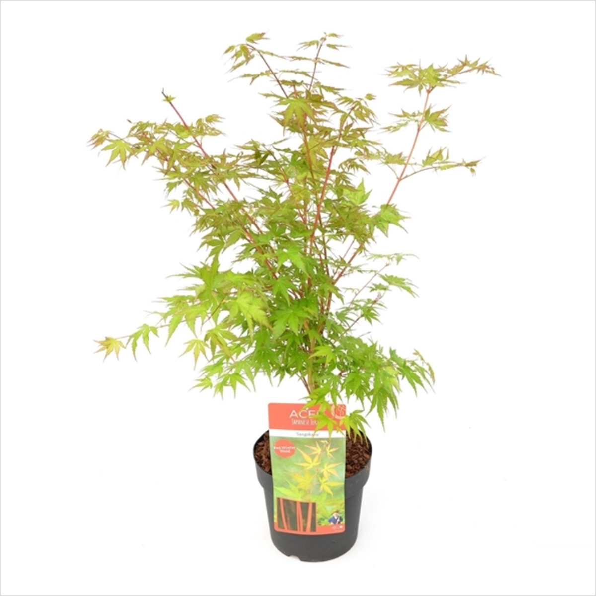 Acer palmatum 'Sango Kaku'