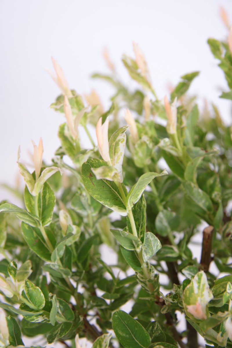 Salix integra 'Hakuro Nishiki'
