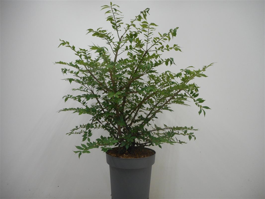 Euonymus alatus