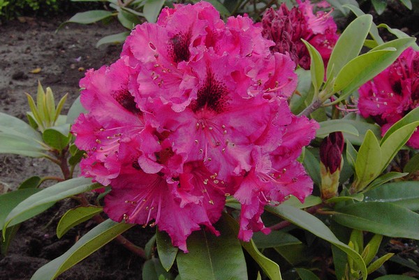 Rhododendron 'Marie Fortier'