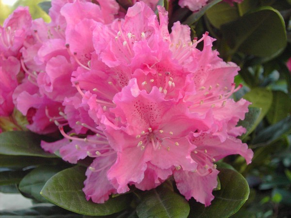 Rhododendron 'Rocket'