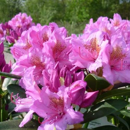 Rhododendron 'Delta'