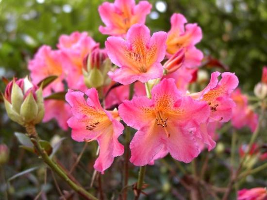 Rhododendron 'Golden Gate'