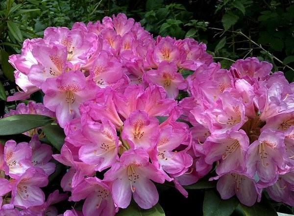 Rhododendron 'Eucharitis'