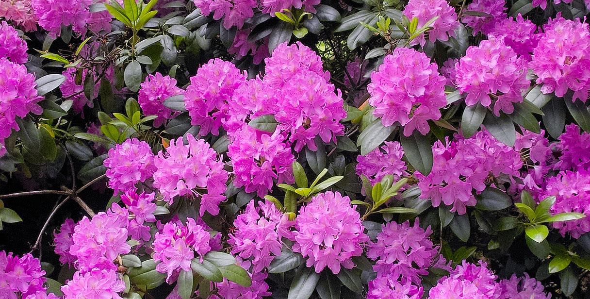 Rhododendron 'Roseum Elegans'