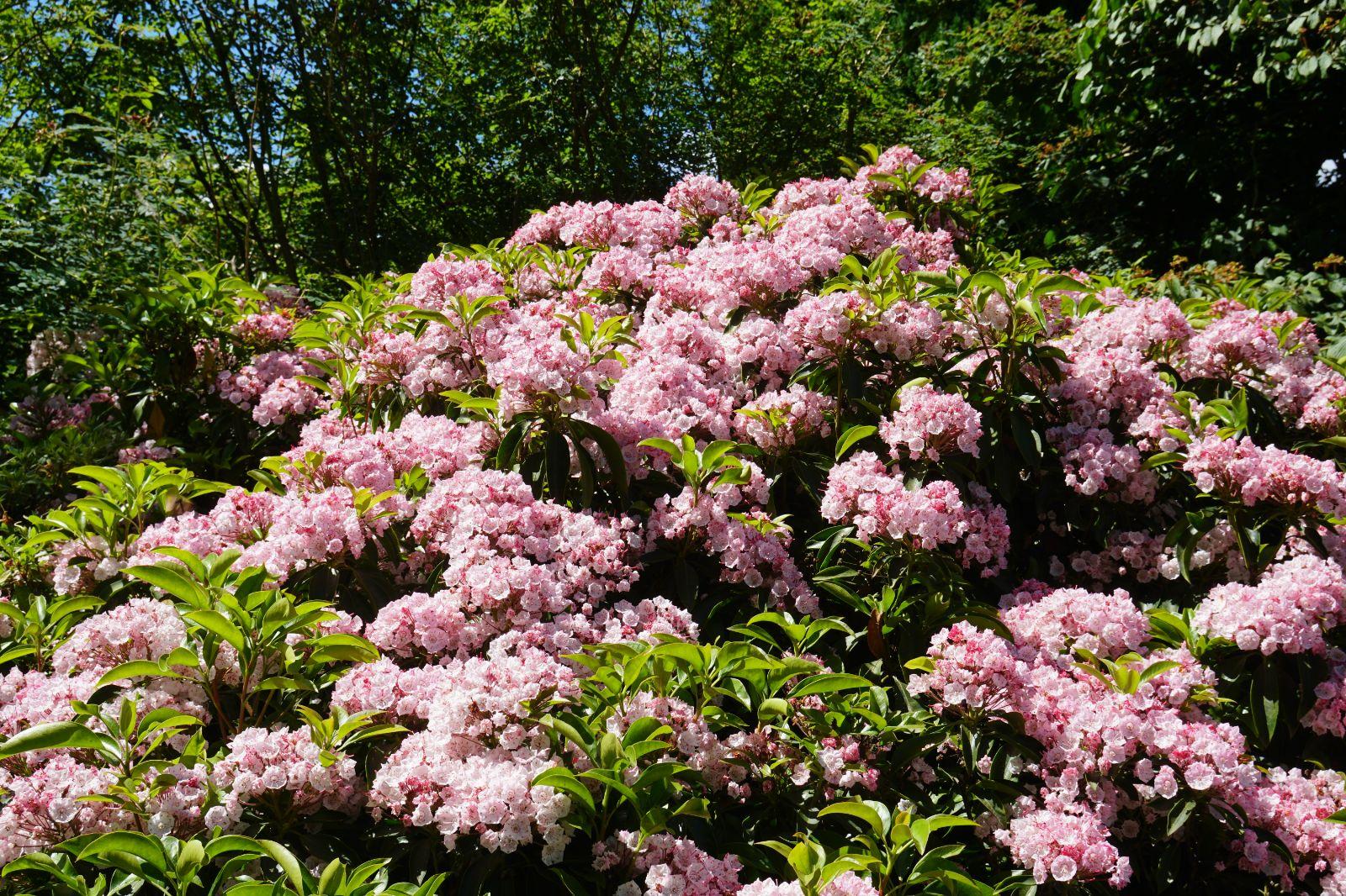 Kalmia latifolia