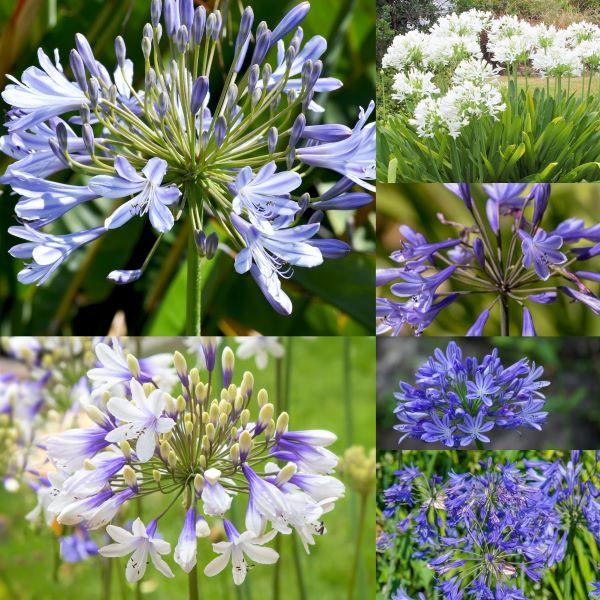 Agapanthus 'Winterhard'