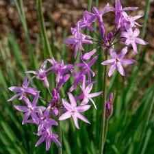 Tulbaghia