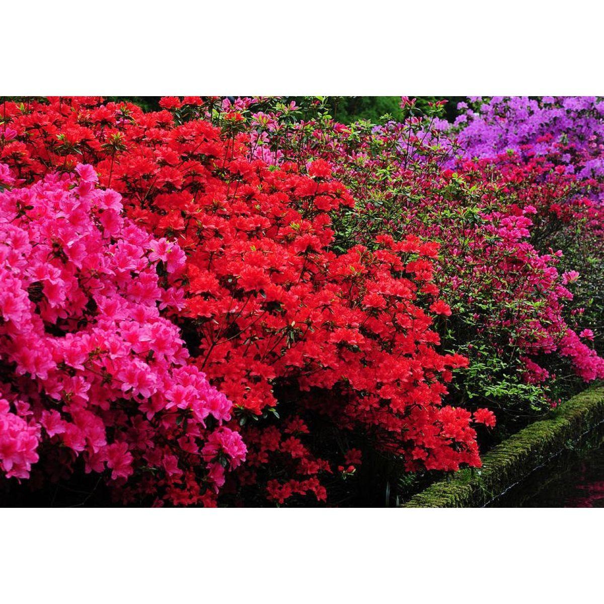 Azalea japonica 'Evergreen'