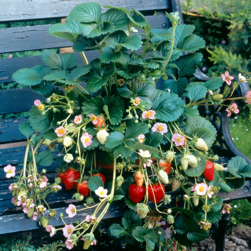Fragaria 'Pink Marathon'