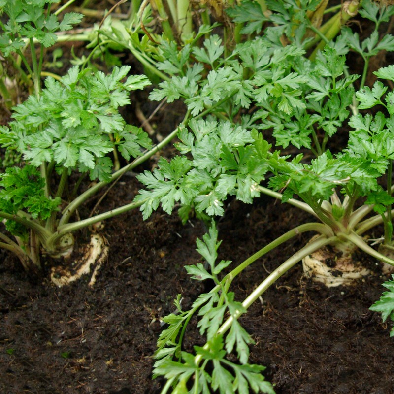 Petroselinum crispum 'Tuberosum'