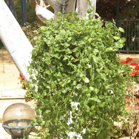 Satureja douglasii