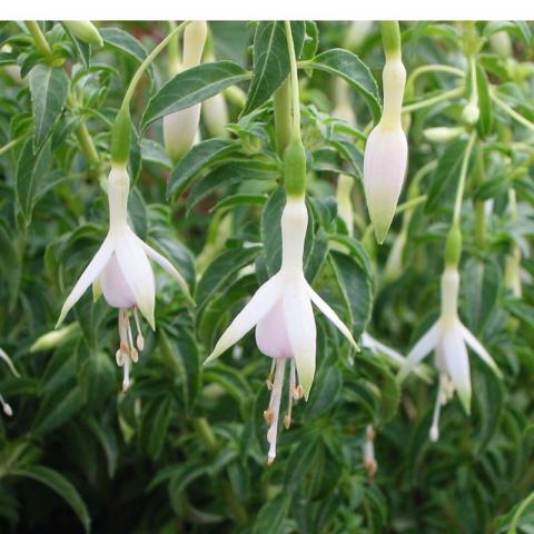 Fuchsia magellanica 'Molinae'
