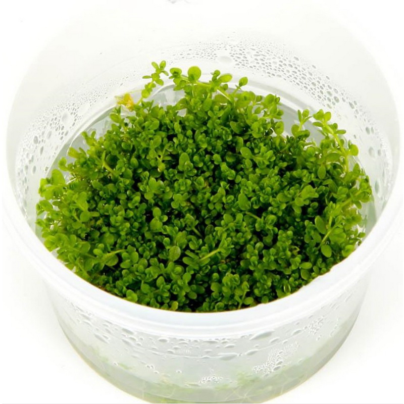 Hemianthus ?Cuba?
