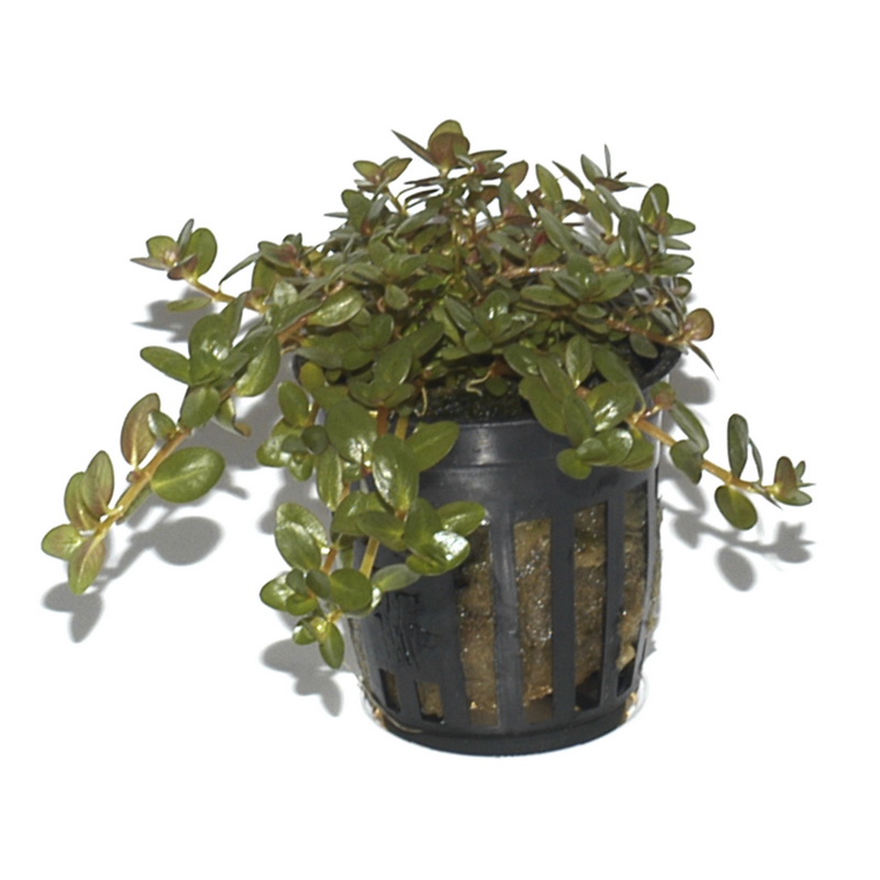 Rotala rotundifolia