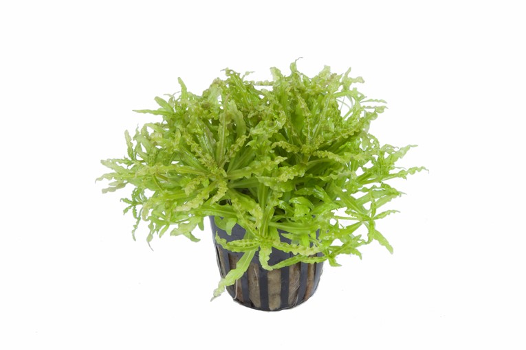 Pogostemon helferi