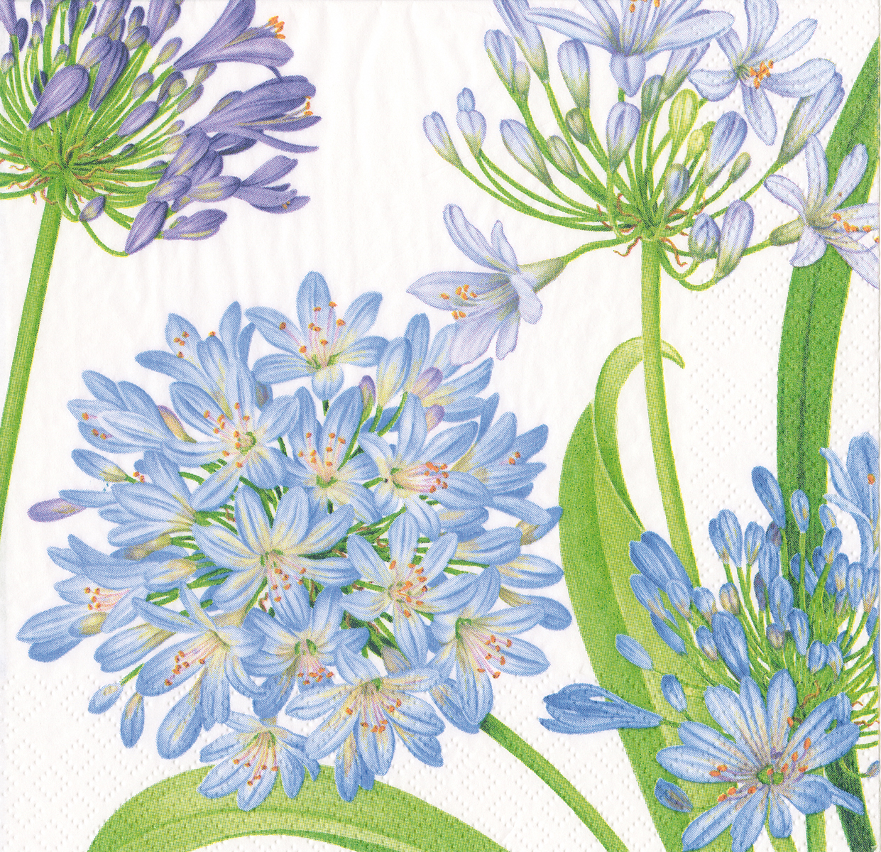 Serviette Cocktail Agapanthus garden