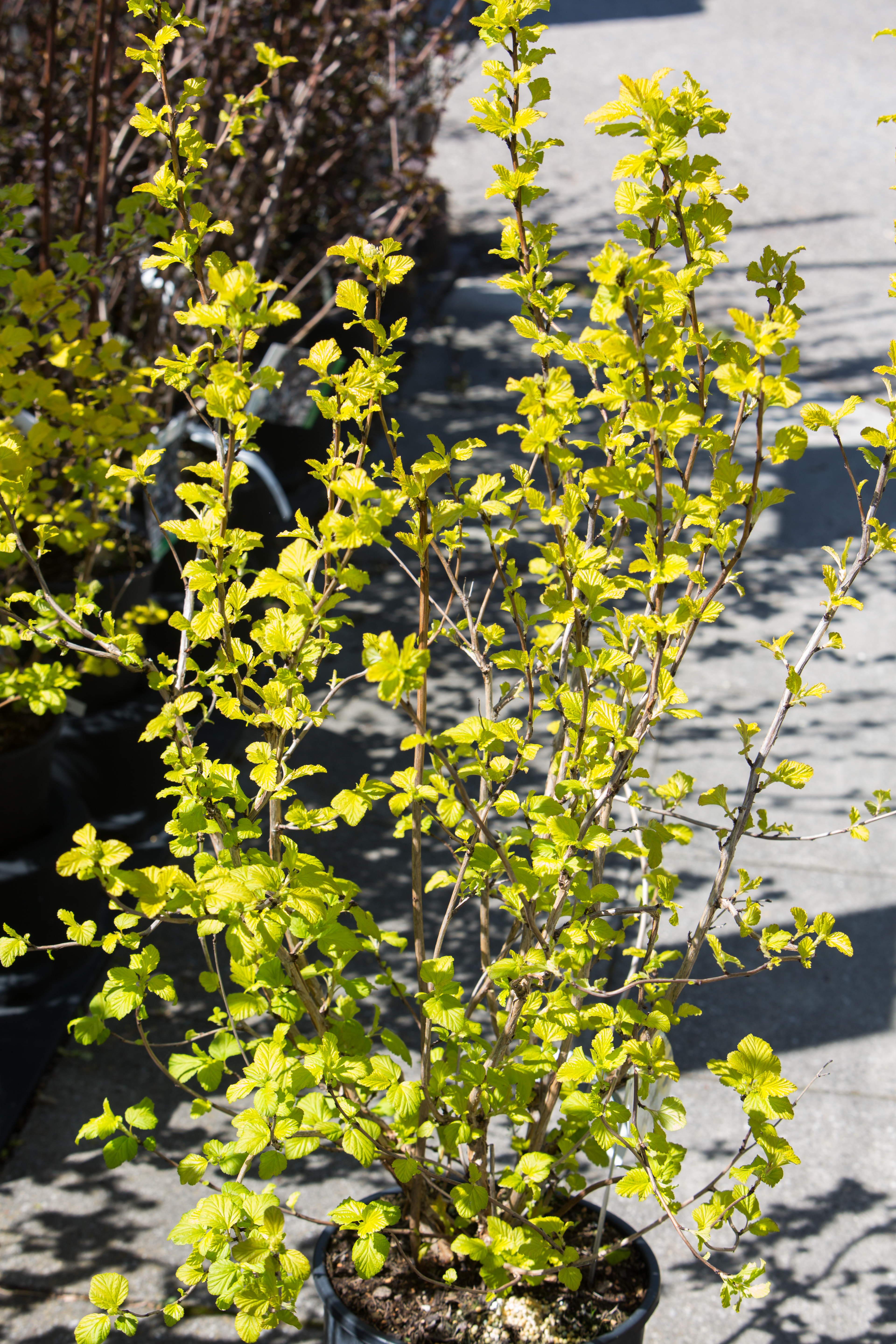 Physocarpus opulifolius 'Dart's Gold'