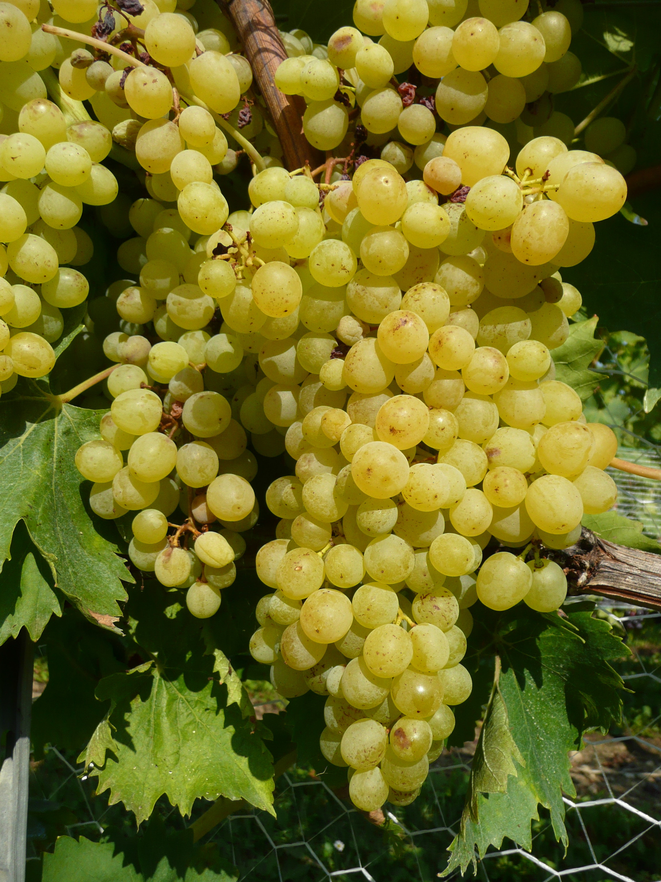 Vigne 'Excelsior'