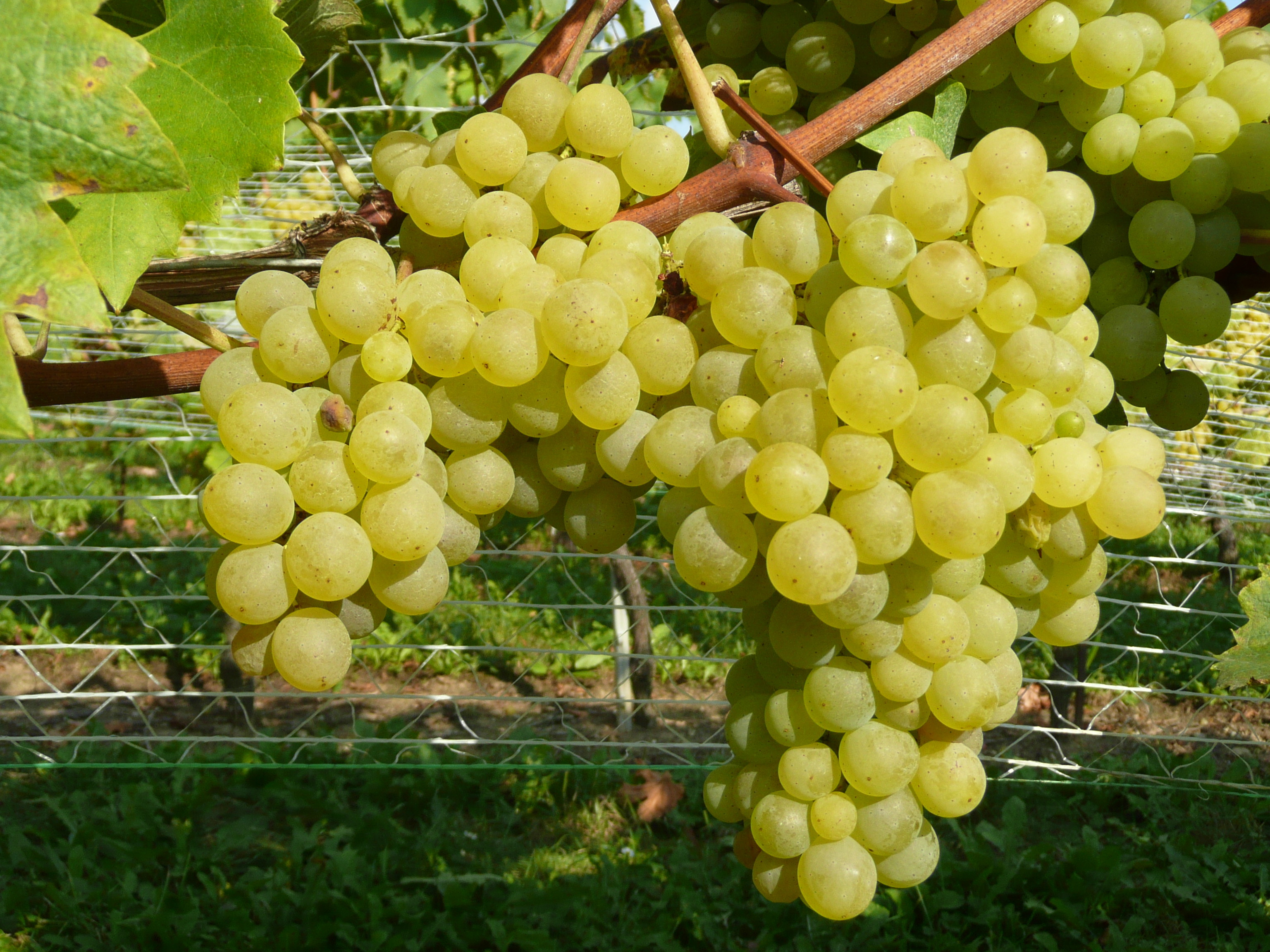 Vigne 'Merveille'