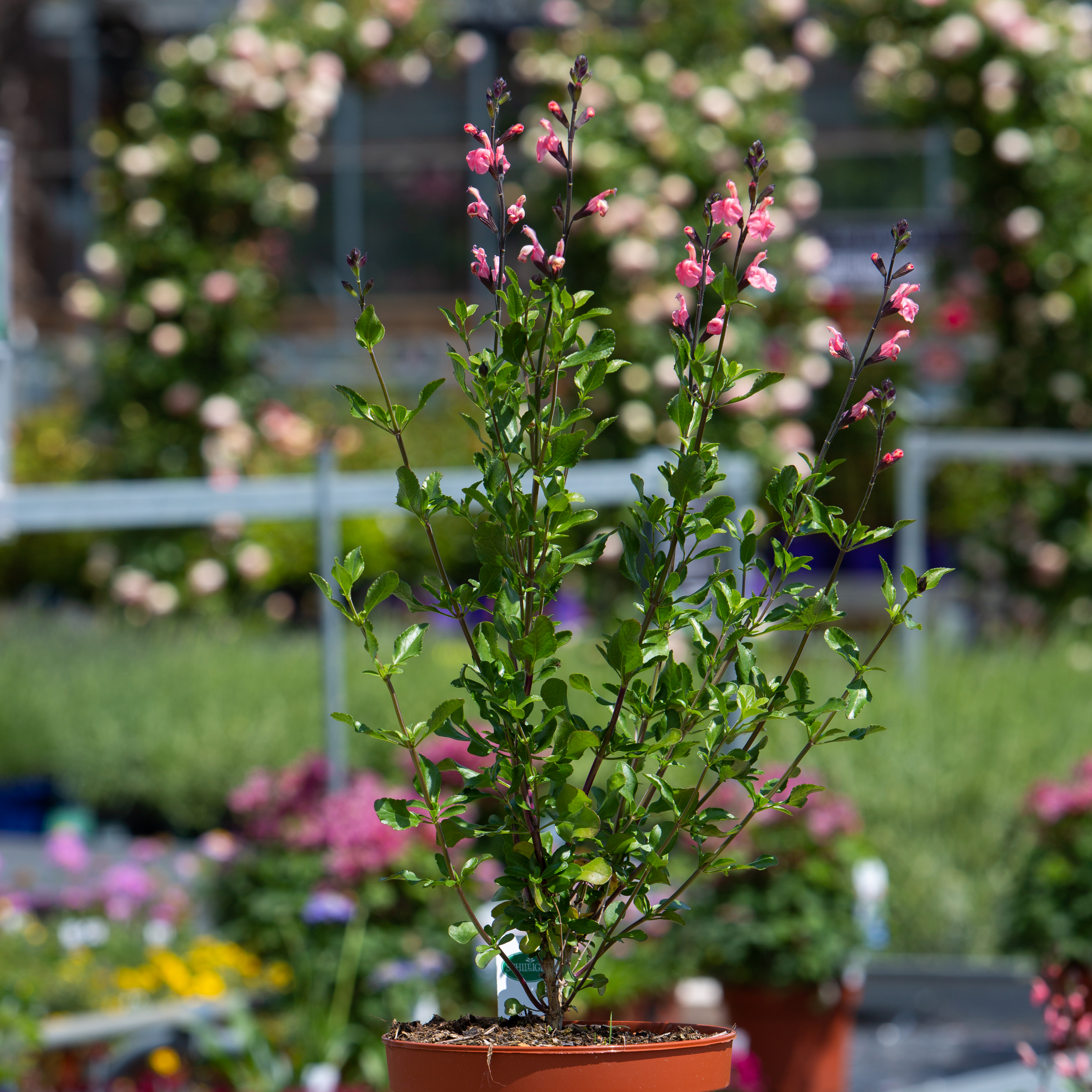 Salvia x jamensis 'Pluenn'®