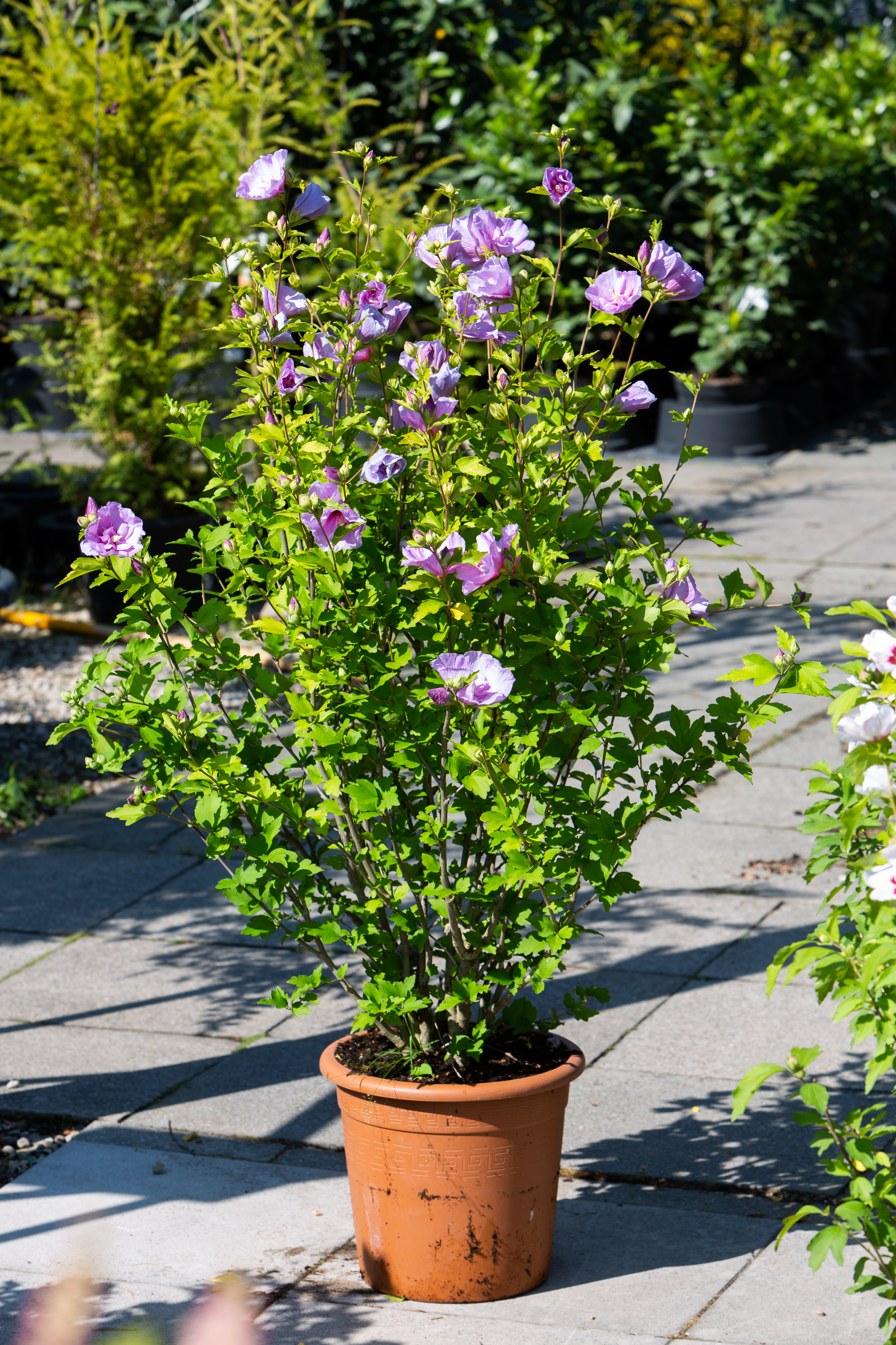 Hibiscus syriacus 'Lavender Chiffon'
