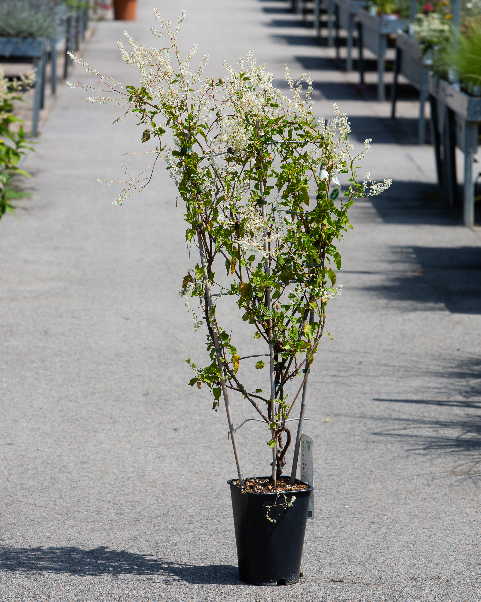 Fallopia aubertii