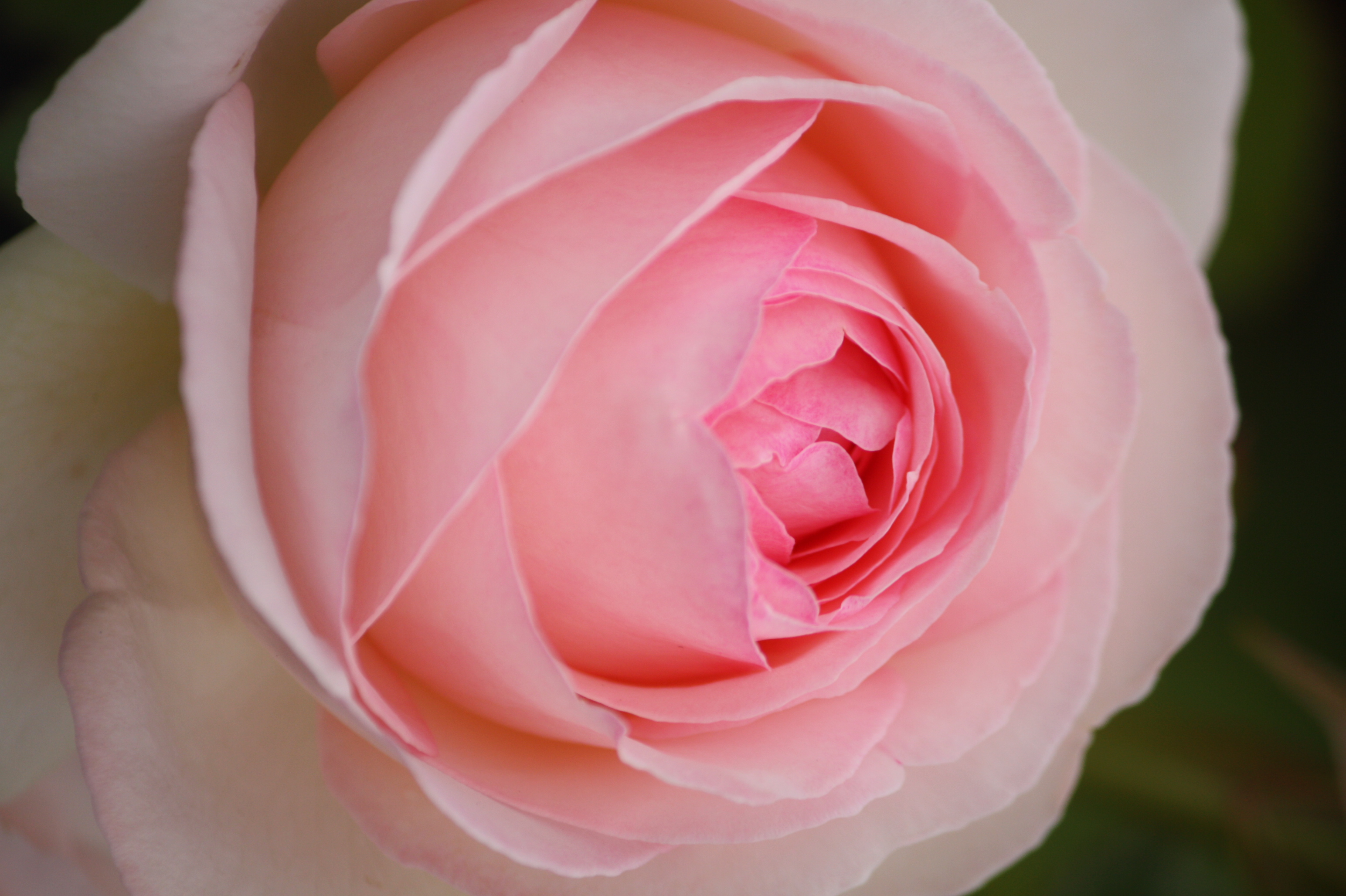 Rosier grimpant 'Pierre de Ronsard '