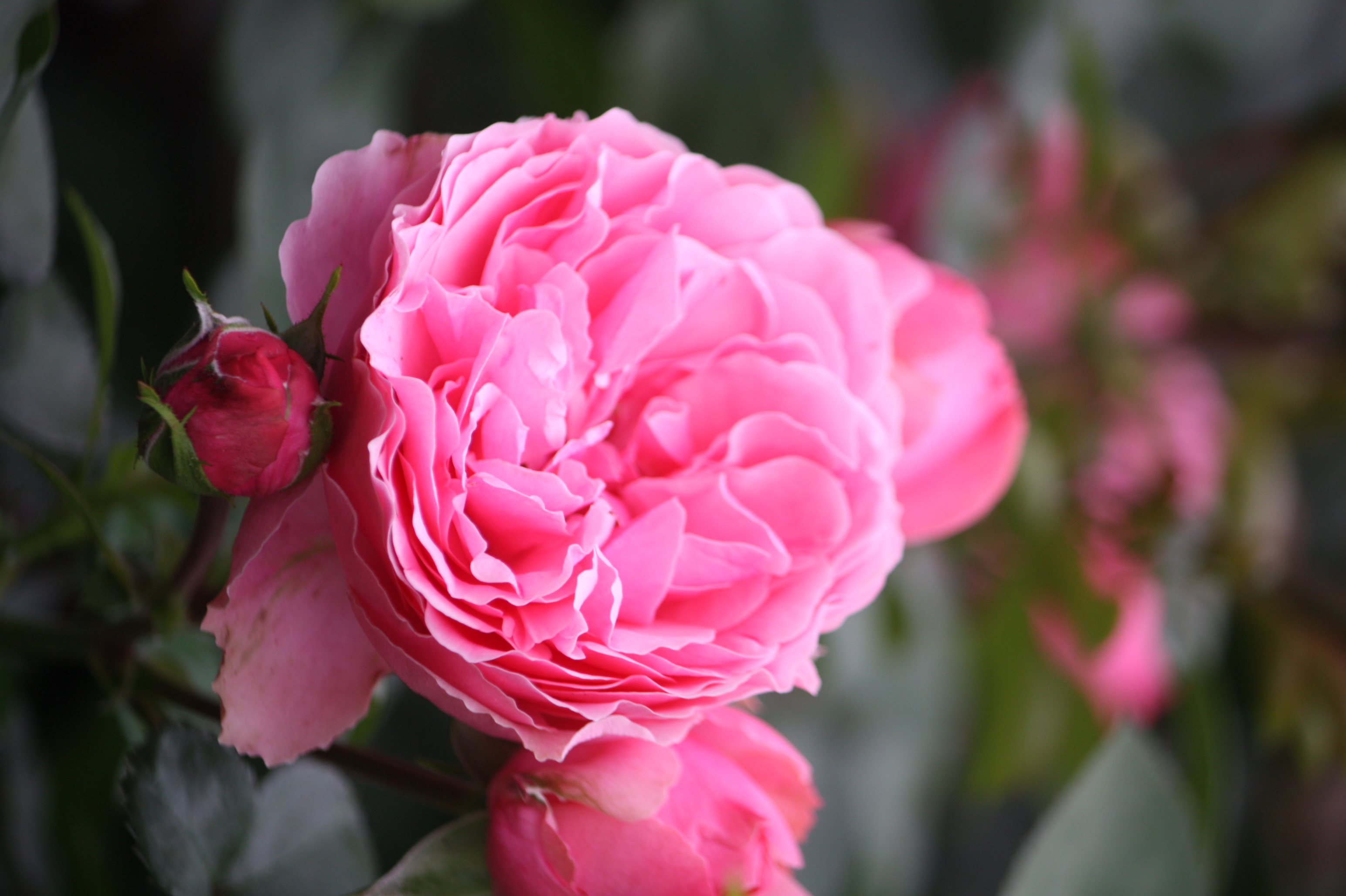 Rosier tige 'Leonardo da Vinci'
