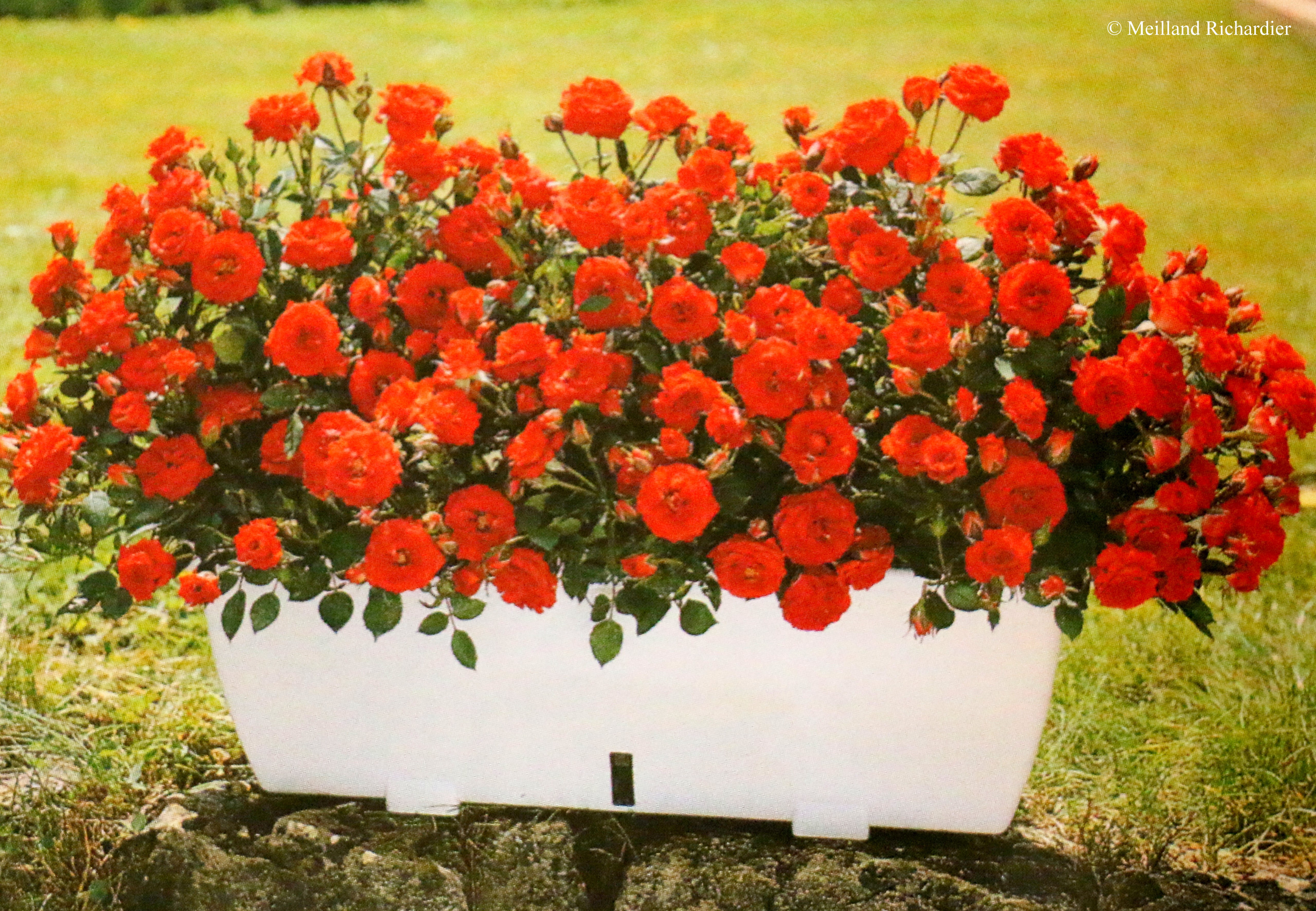Rosier tige 'Orange Symphonie'