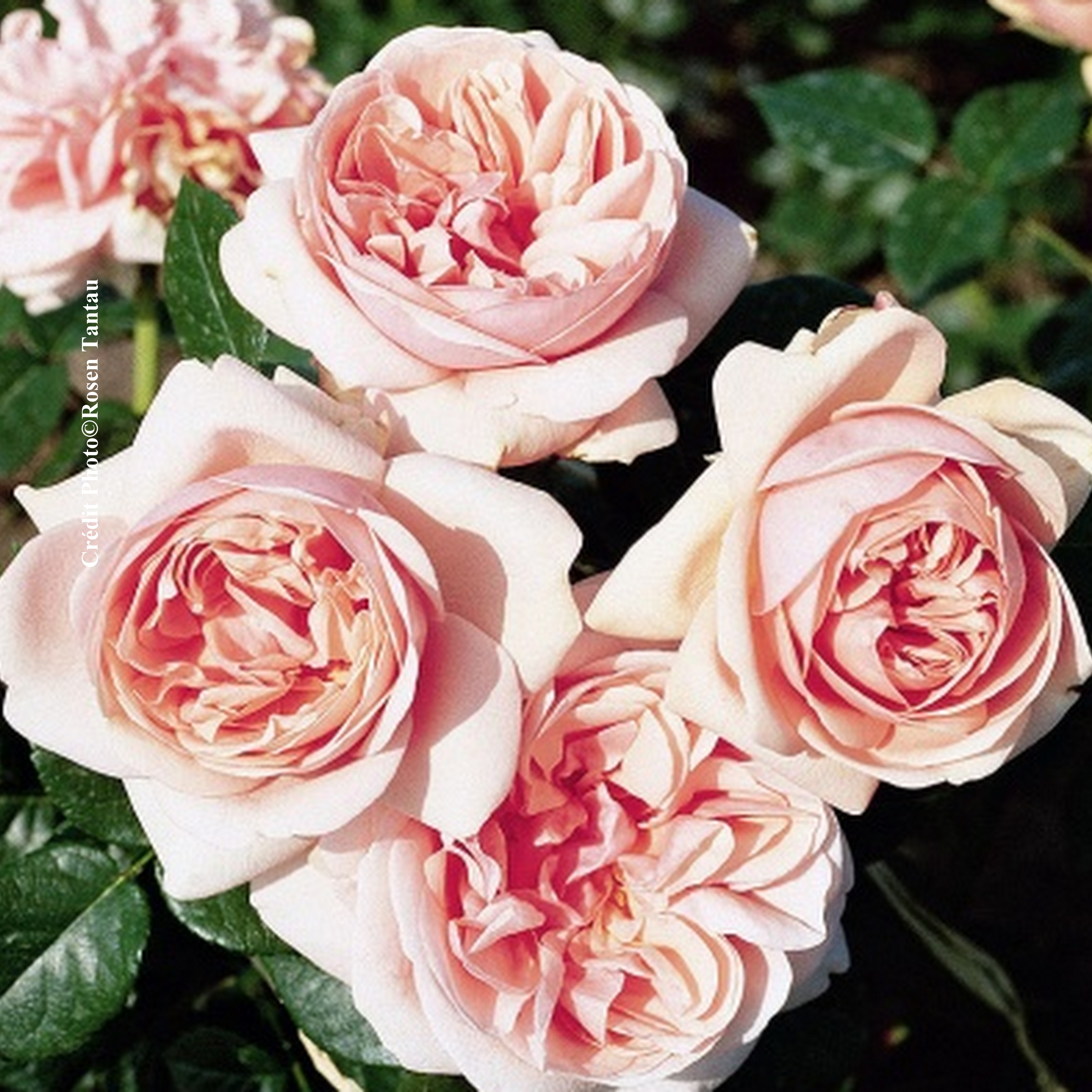 Rosier 'Aphrodite'