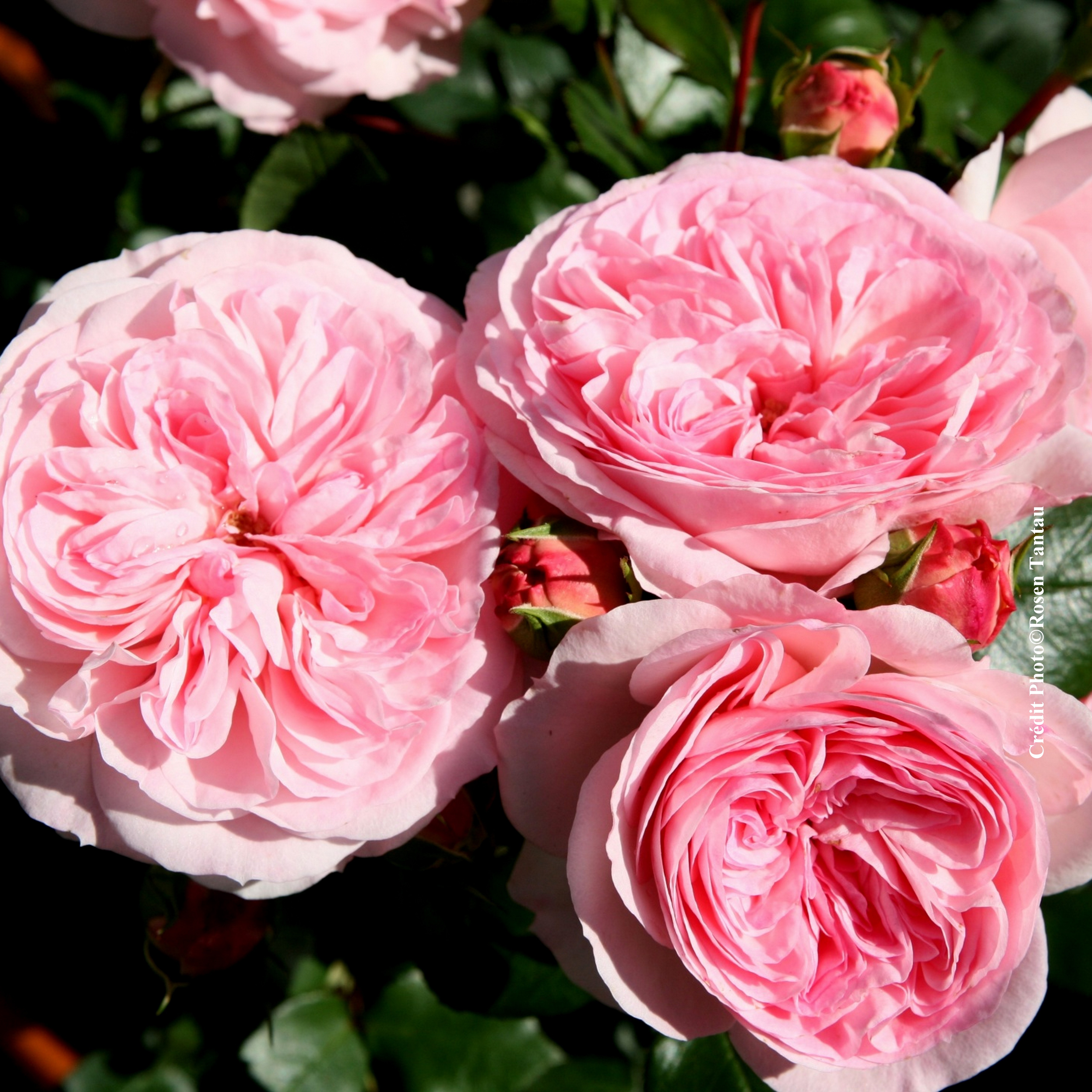 Rosier 'Mariatheresia''