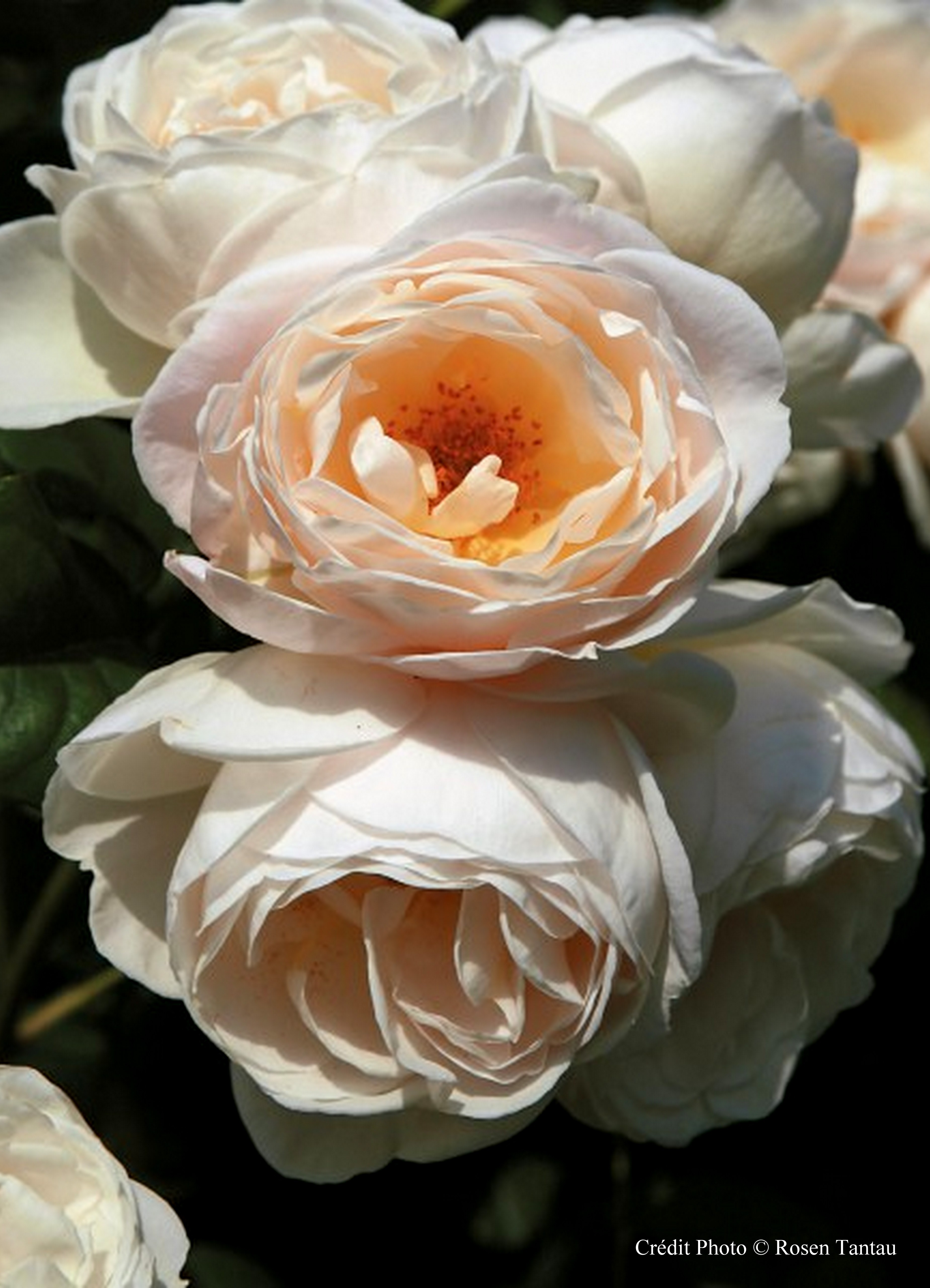 Rosier grimpant 'Uetersener Klosterrose ®'