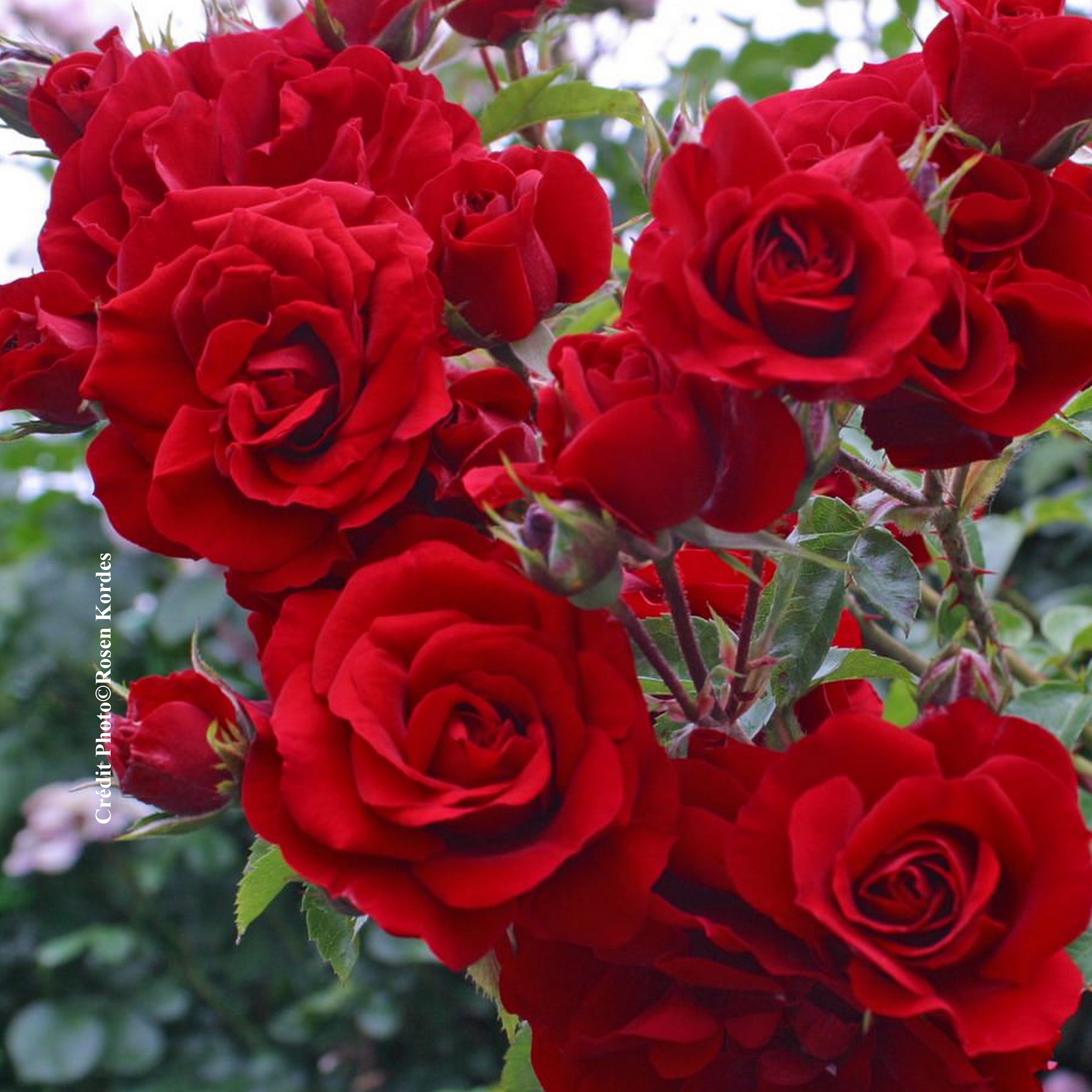 Rosier grimpant 'Amadeus'