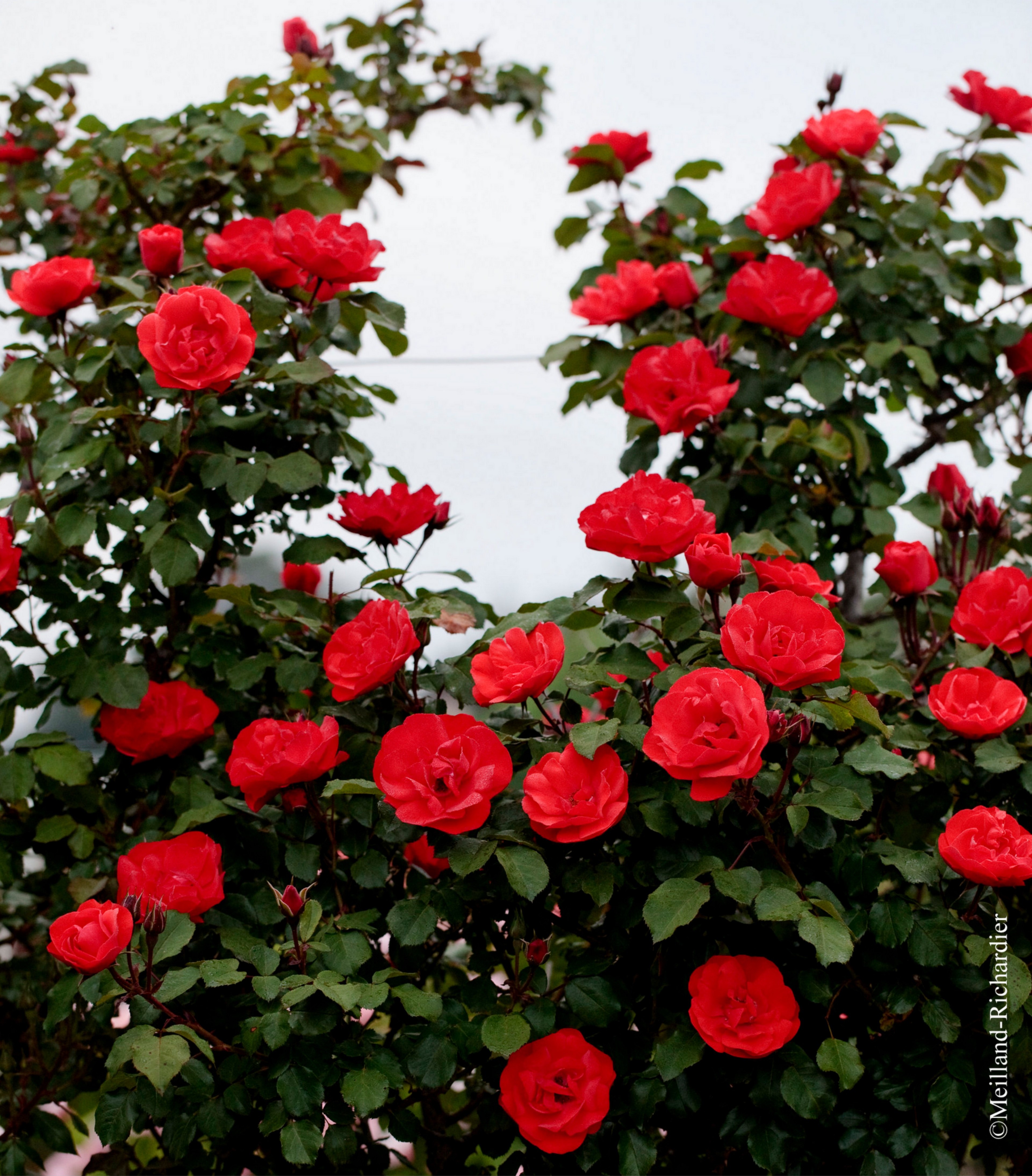 Rosier grimpant 'Cookies'