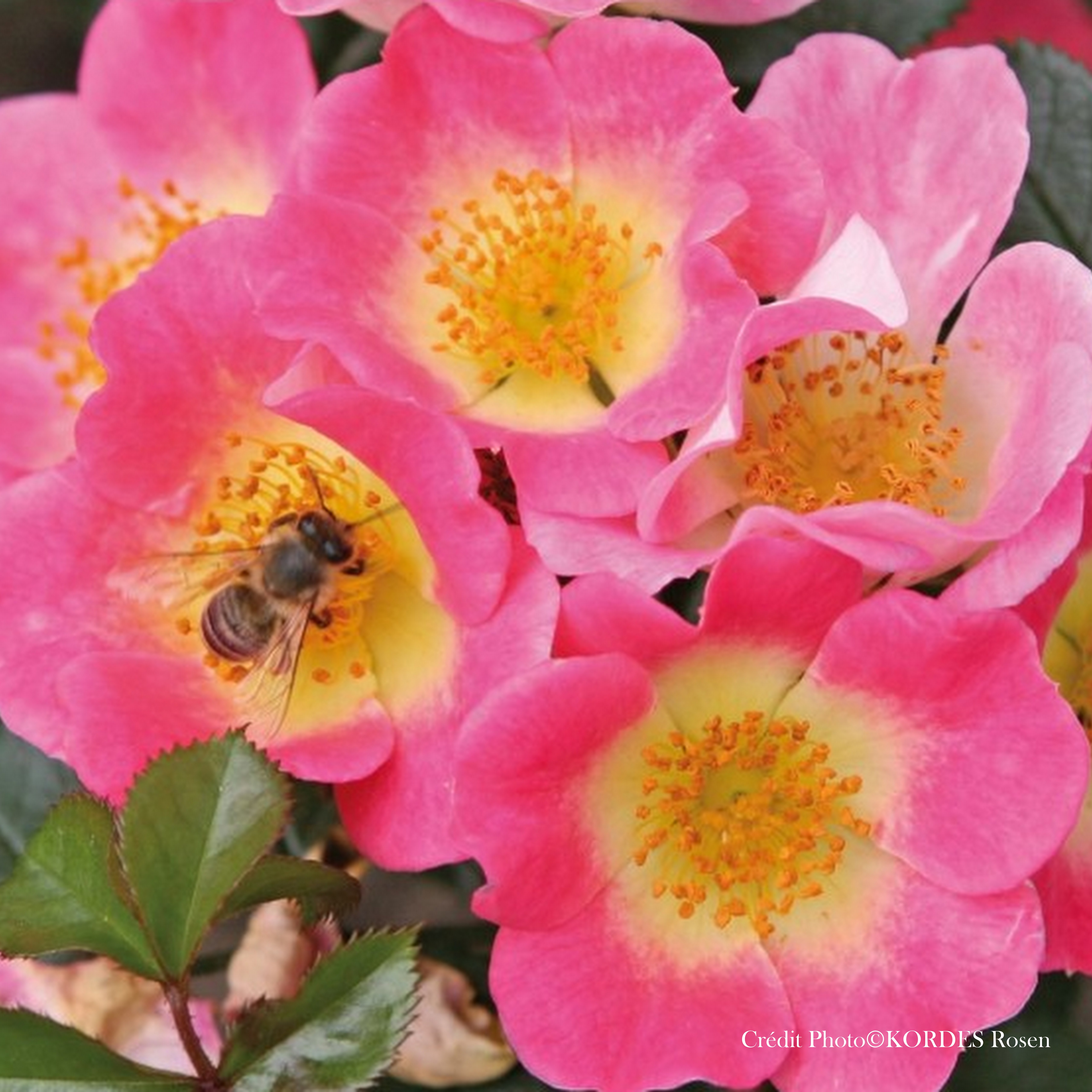Rosier 'Topolina'