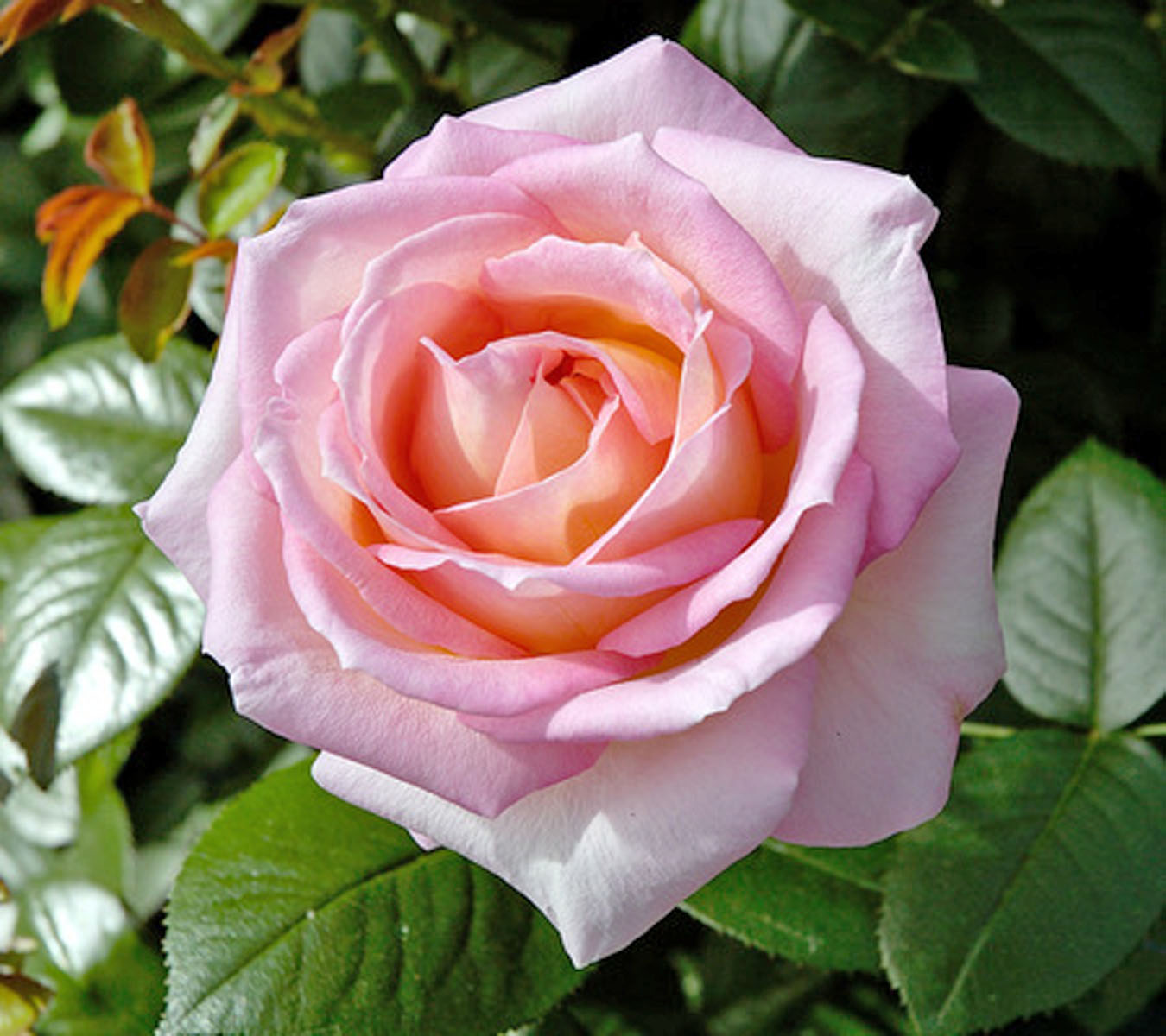 Rosier 'Elle'