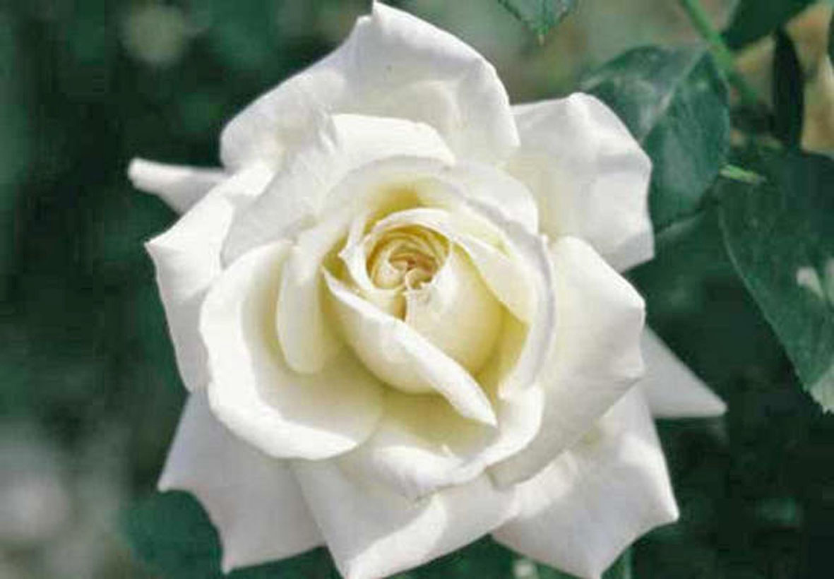 Rosier 'Henri Salvador'