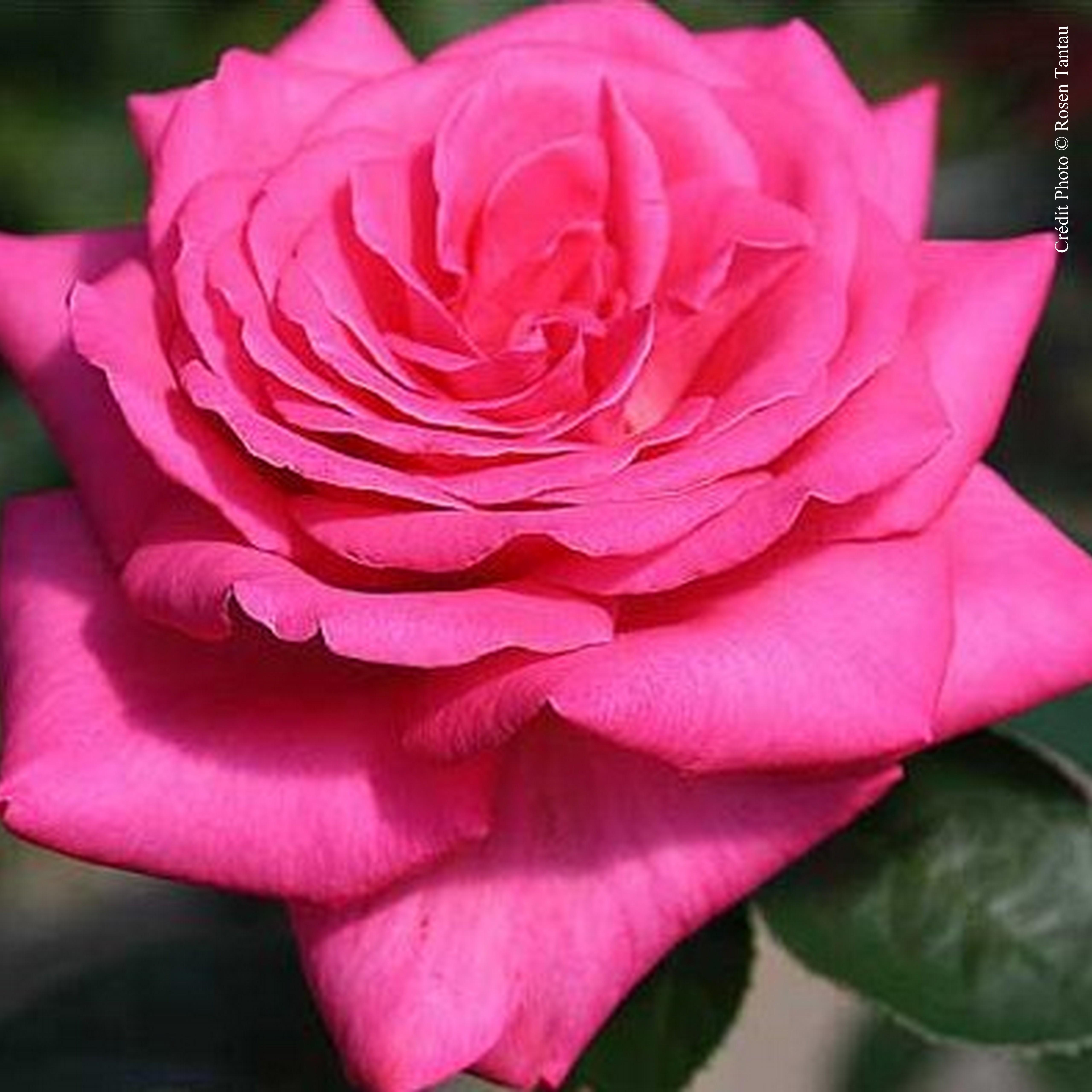 Rosier 'Lady Like'
