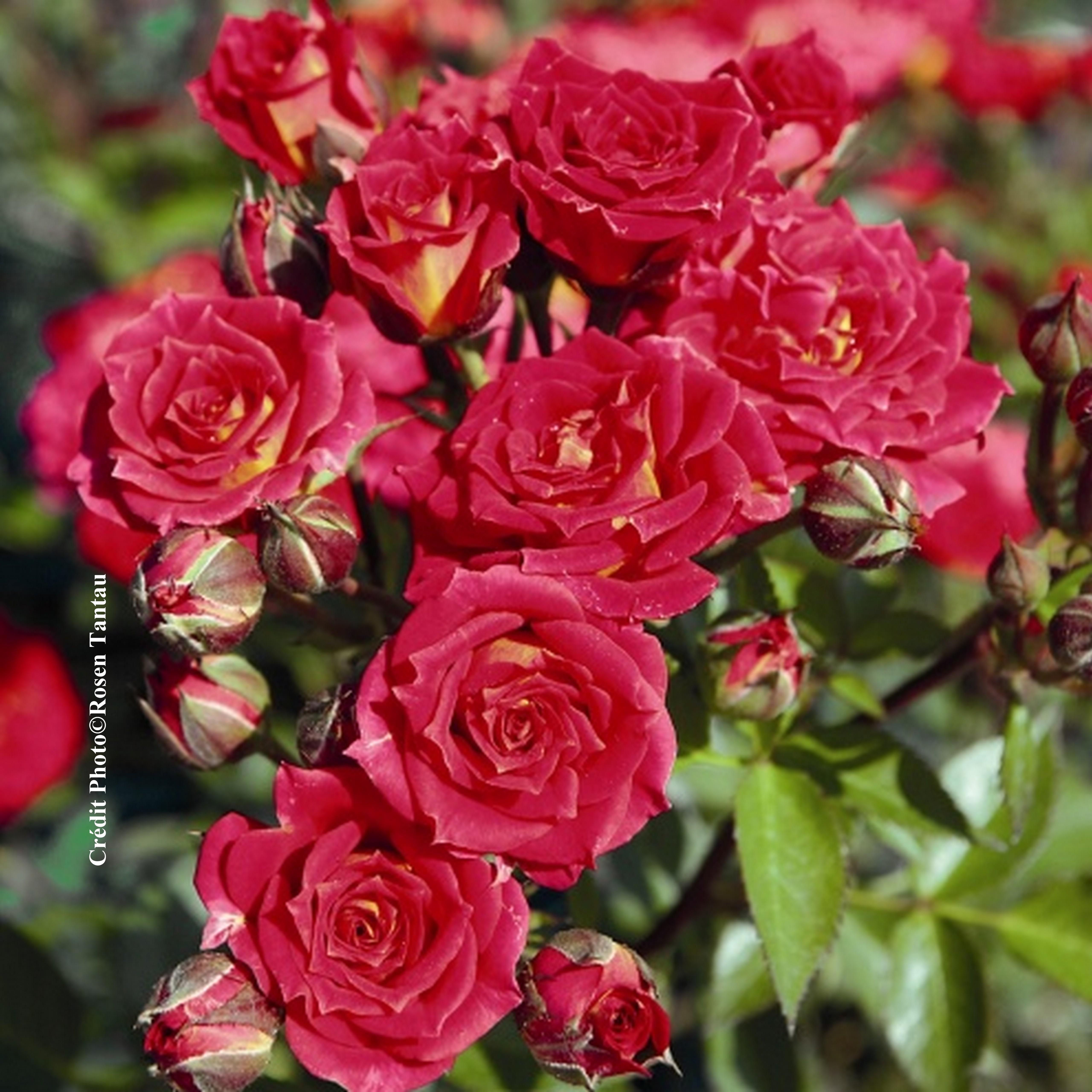 Rosier miniature 'Chili Clémentine'