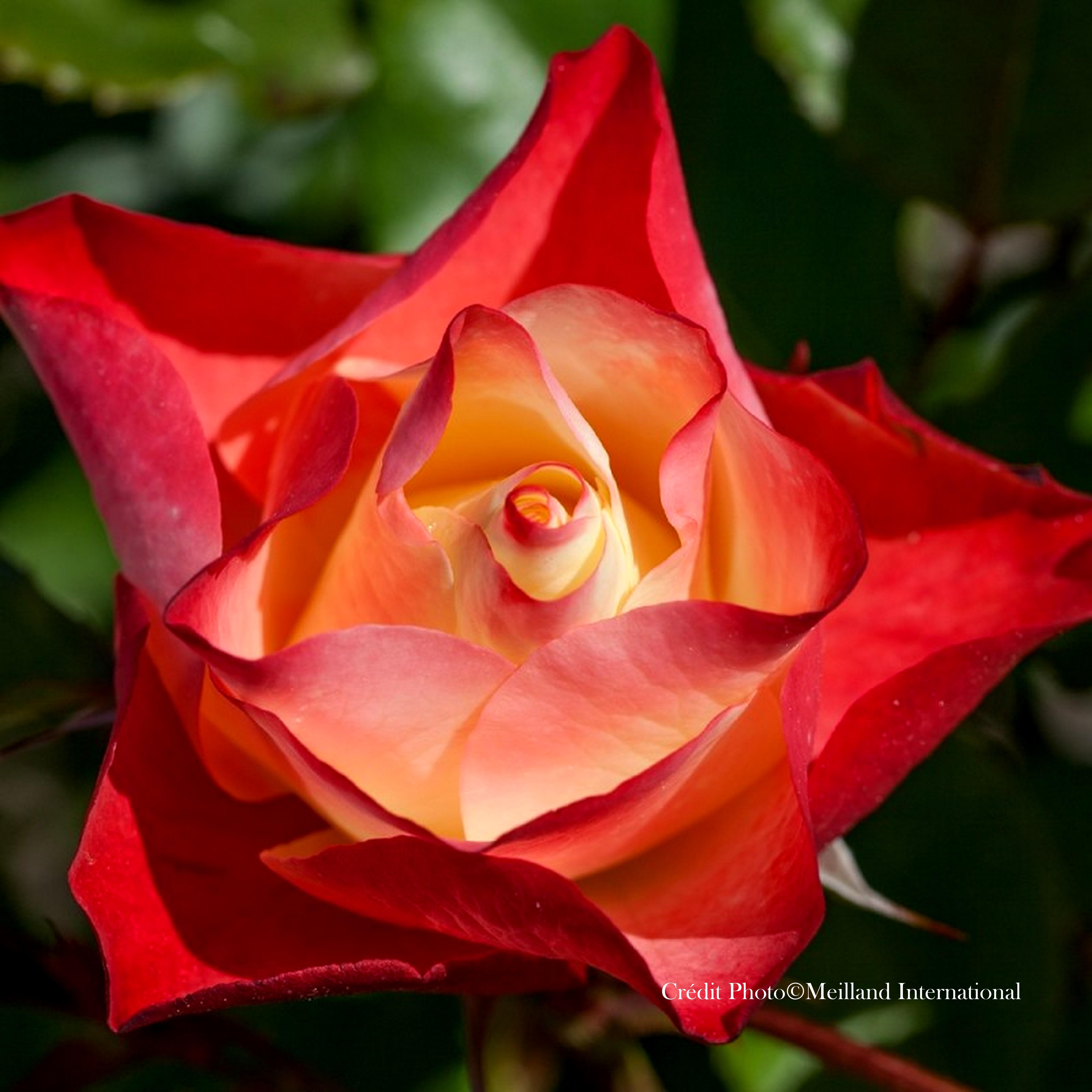 Rosier 'Origami®'