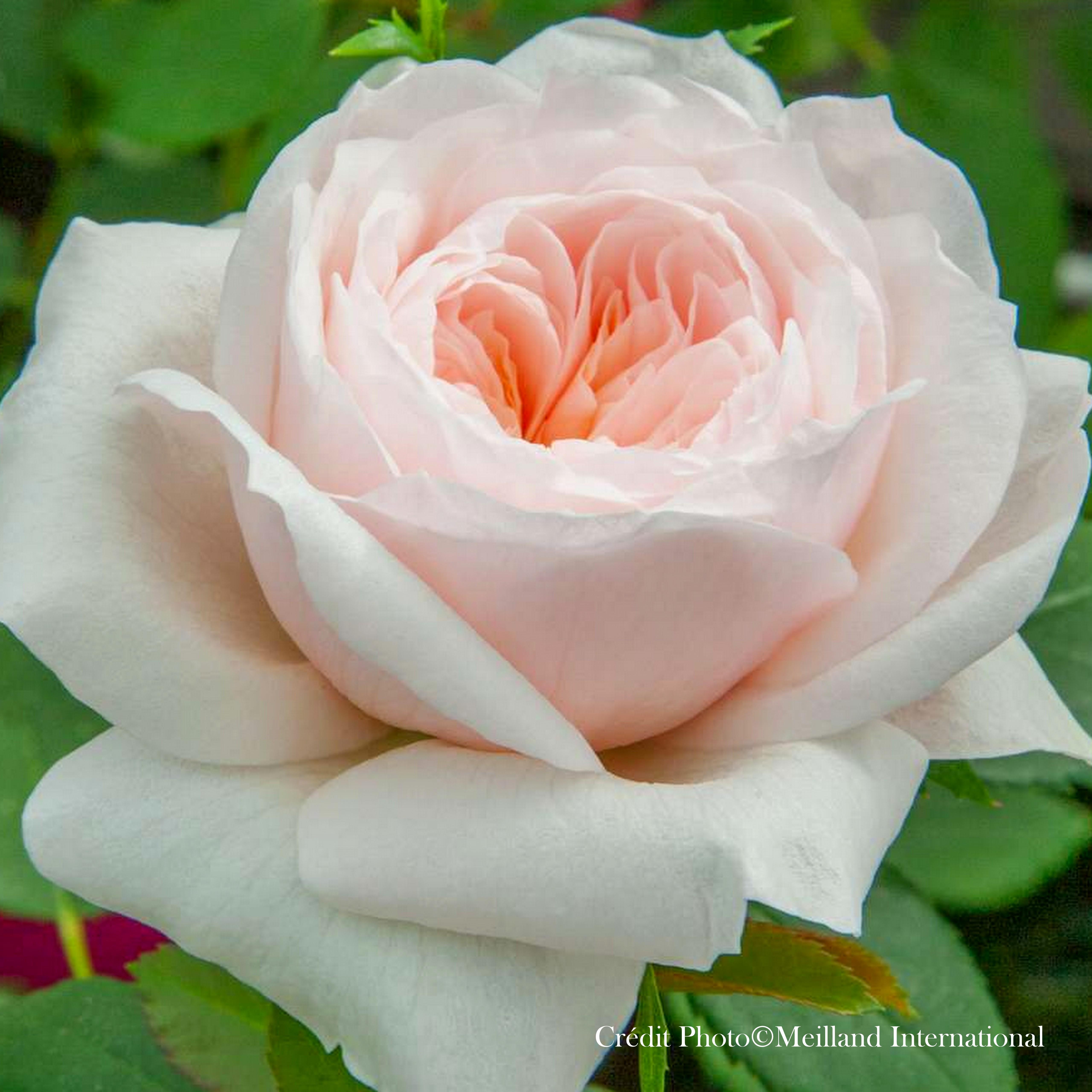 Rosier grimpant 'Sabrina®'