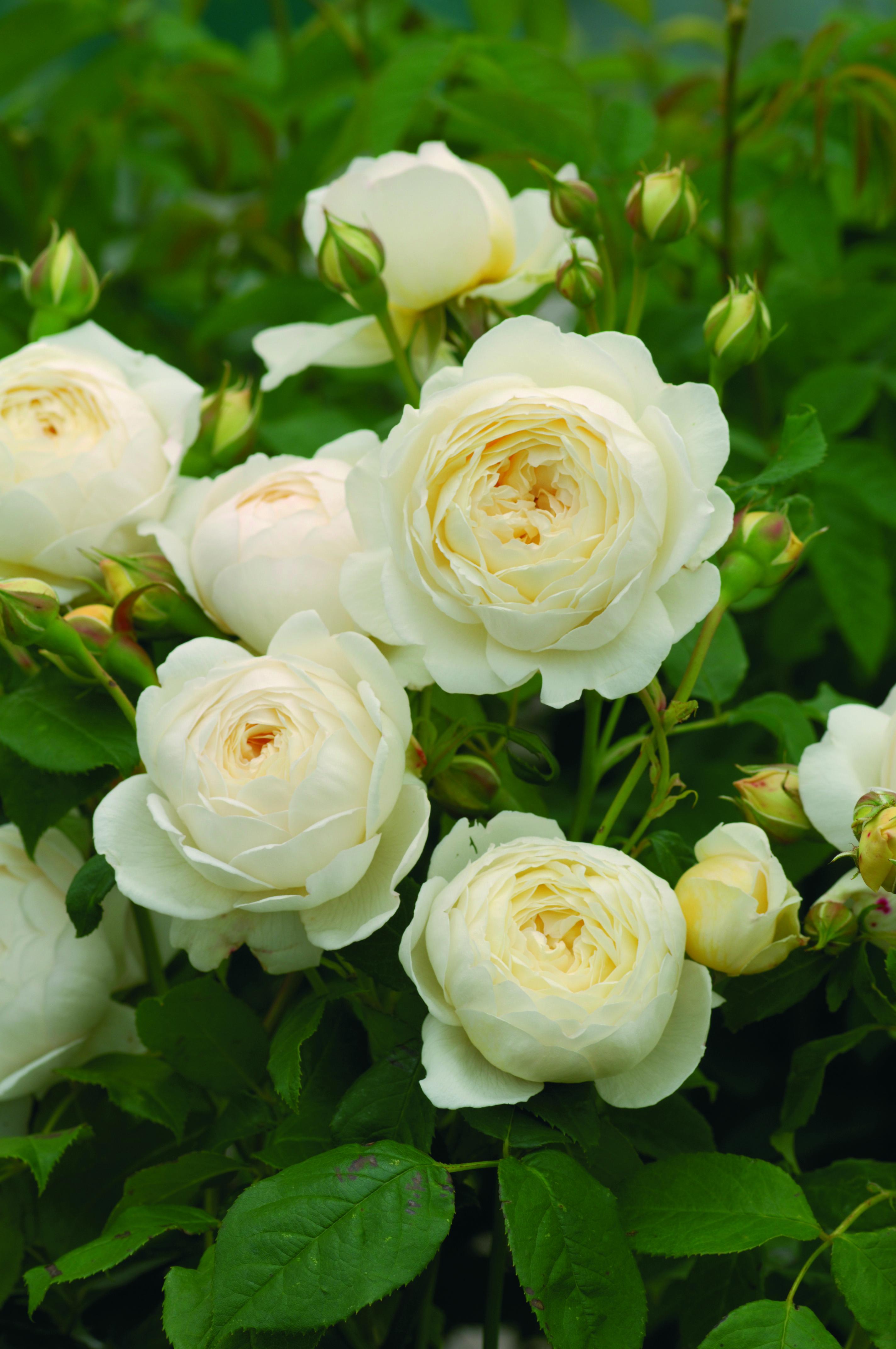Rosier anglais 'Claire Austin'