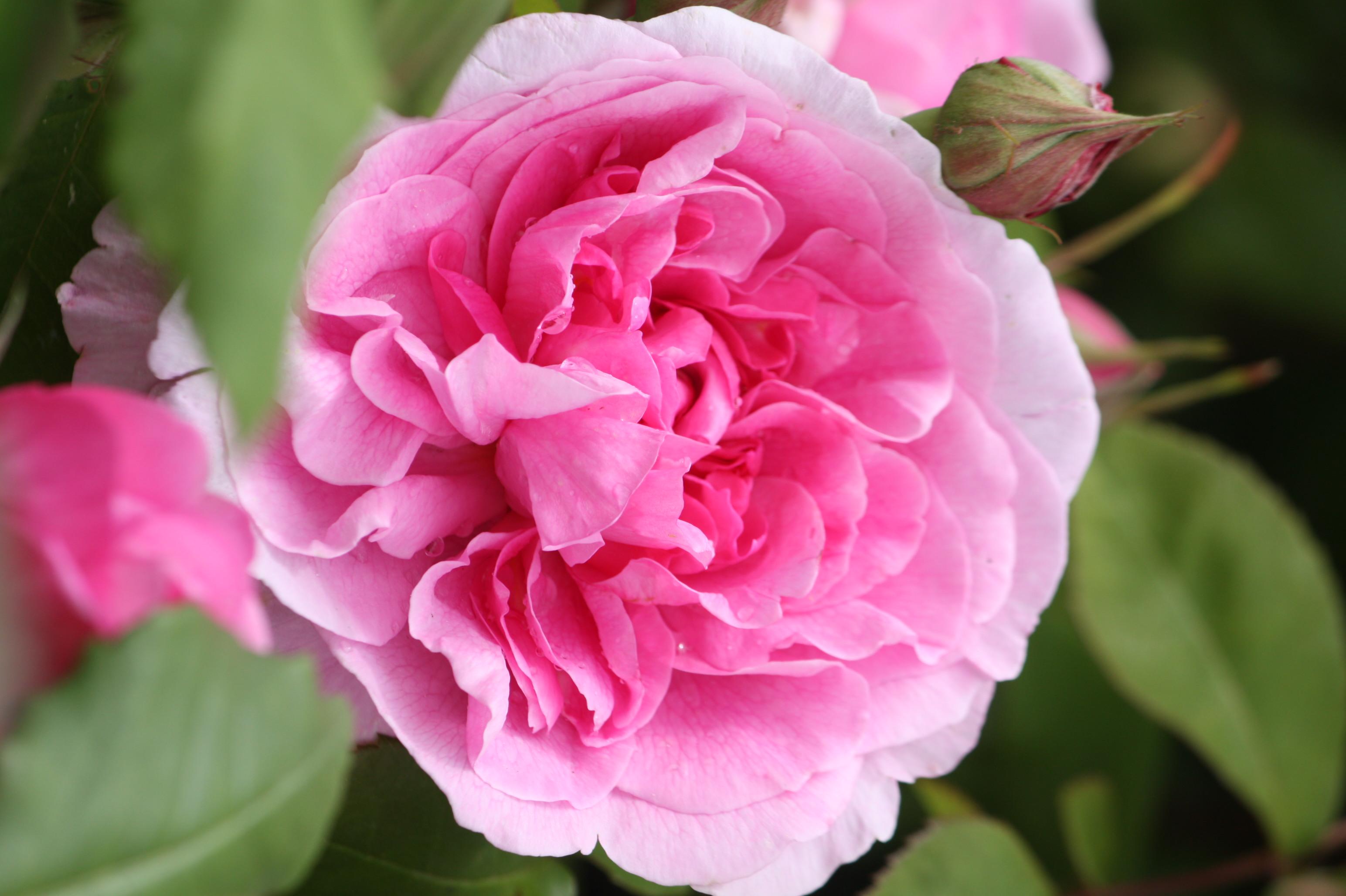 Rosier anglais, grimpant 'Gertrude Jekyll'