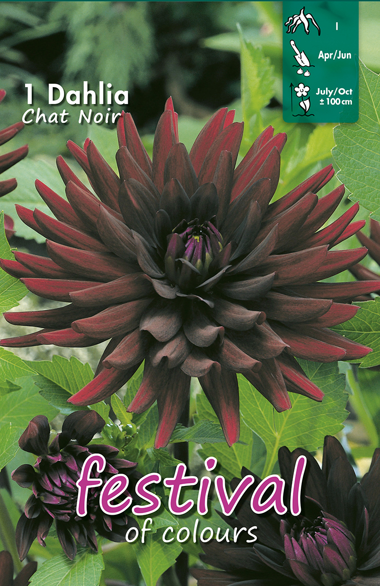 Dahlia Chat Noir