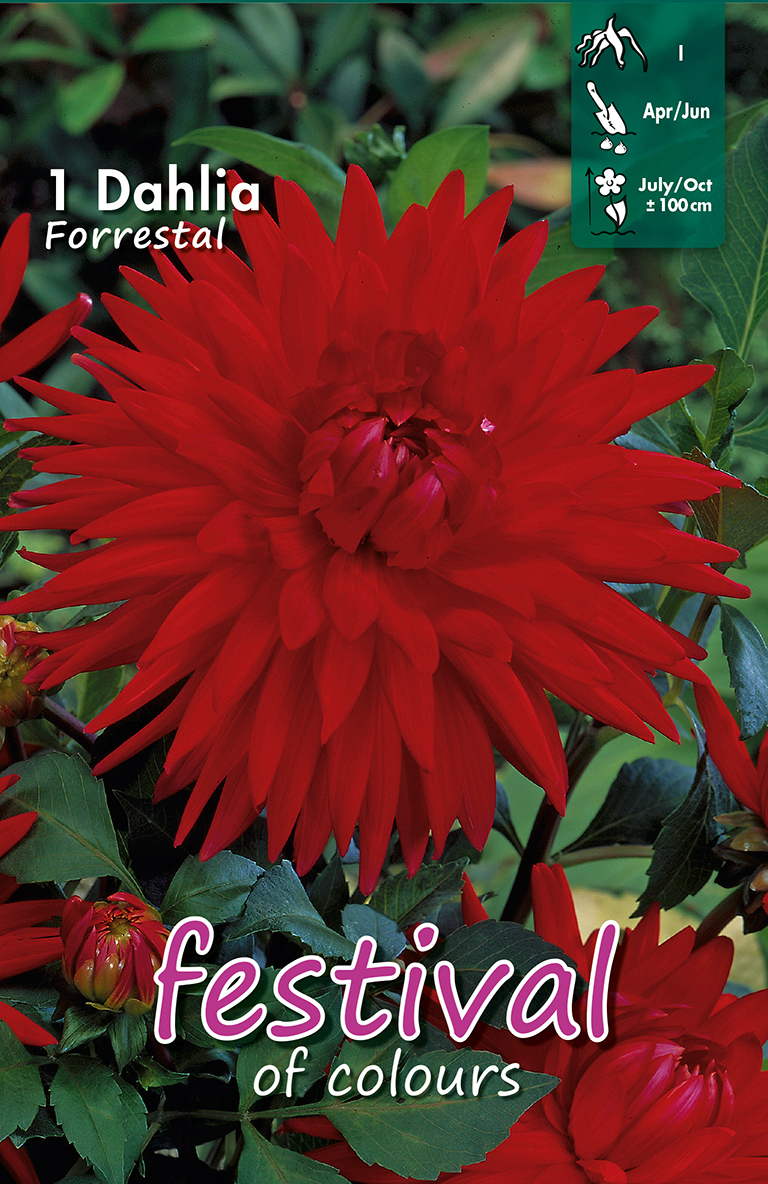 Dahlia Forrestal