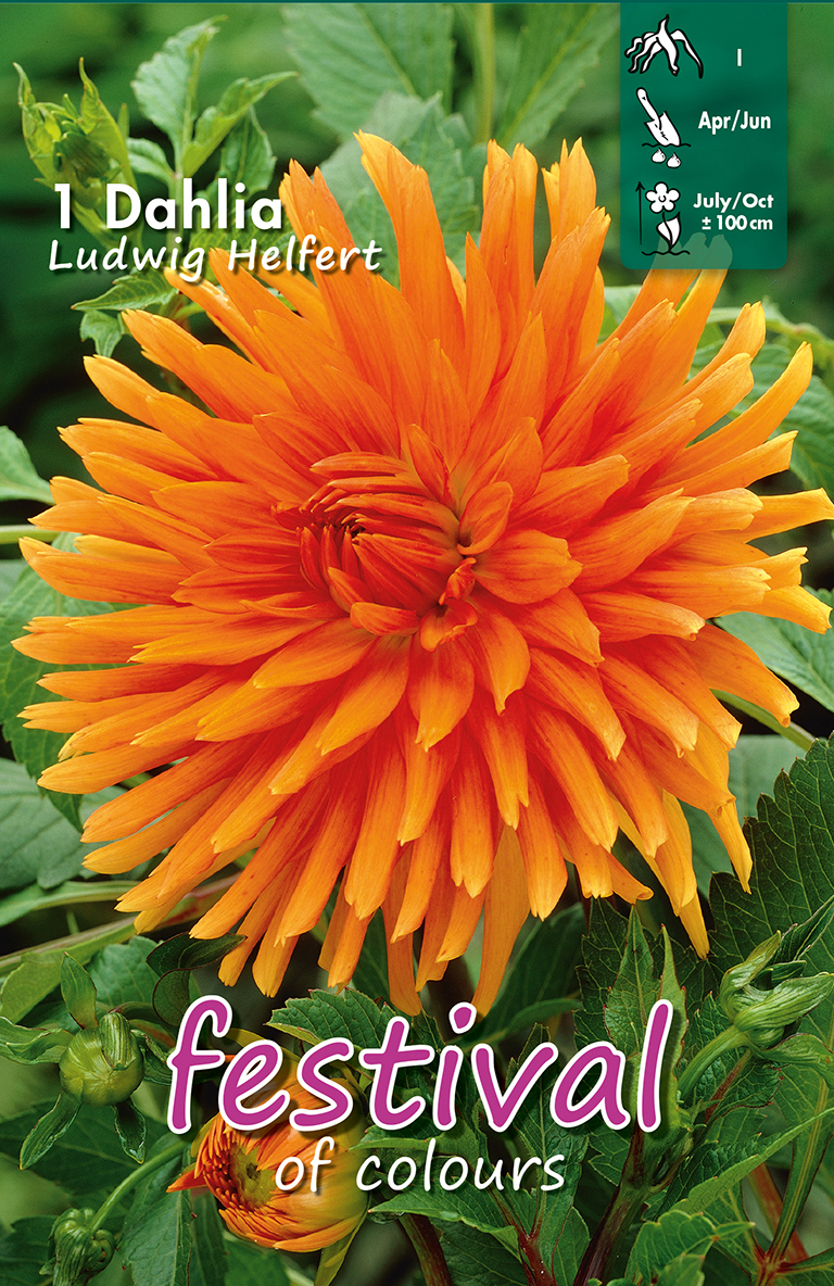 Dahlia Ludwig Helfert