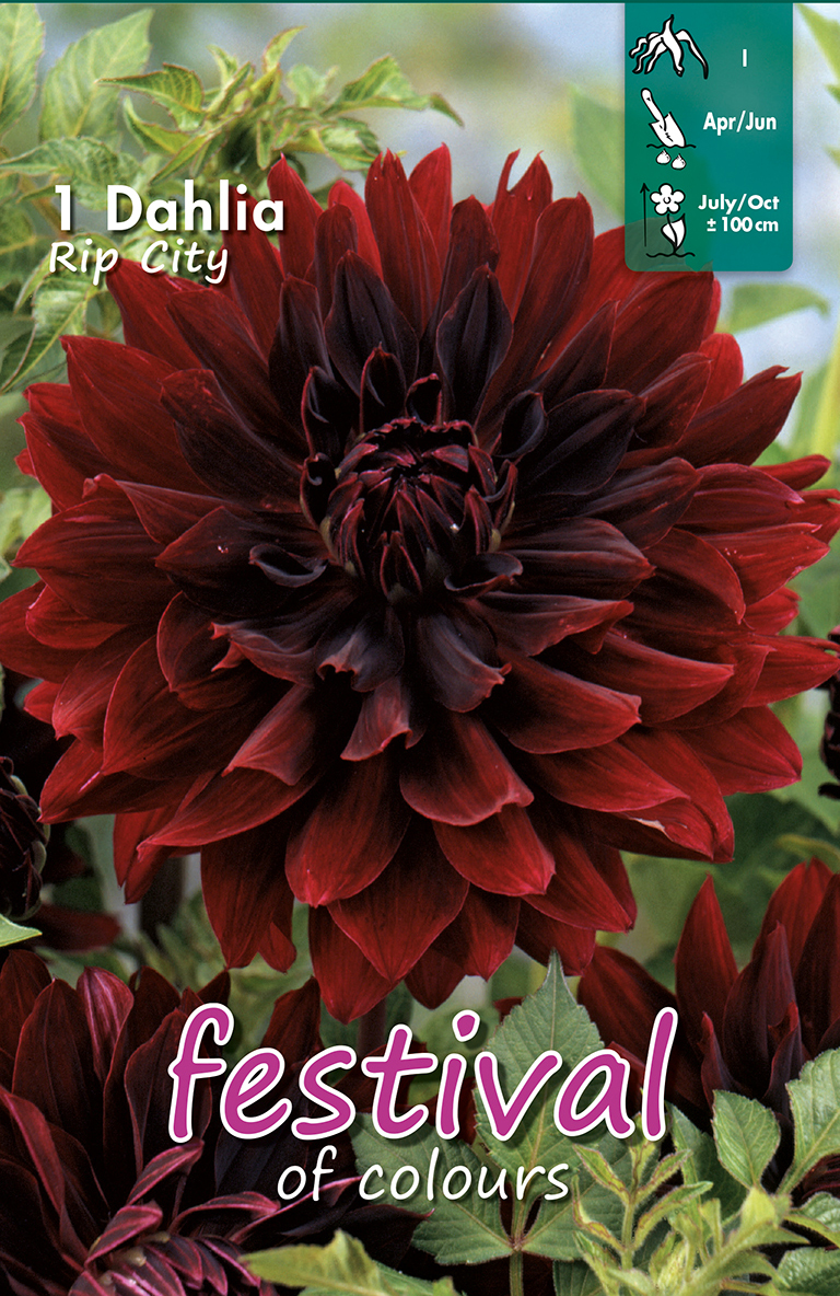 Dahlia Cactus .Rip City.