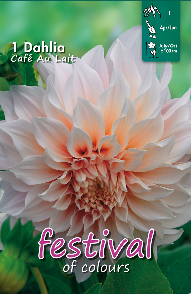 Dahlia Café Au Lait Décoratif